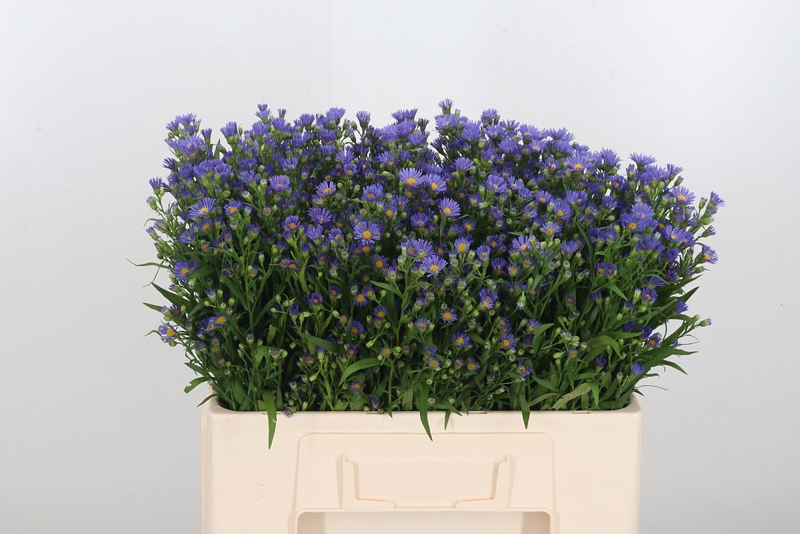 Aster Casamare 55cm 10gr.