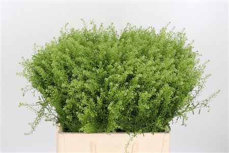 Lepidium Gwelo Green