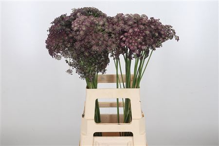 Daucus Carota Dara
