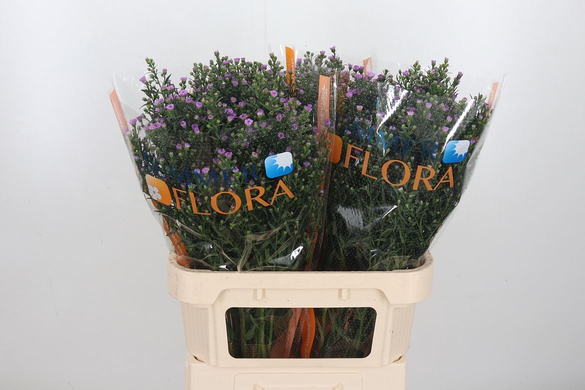 Aster Painted Lady 80cm 50gr.